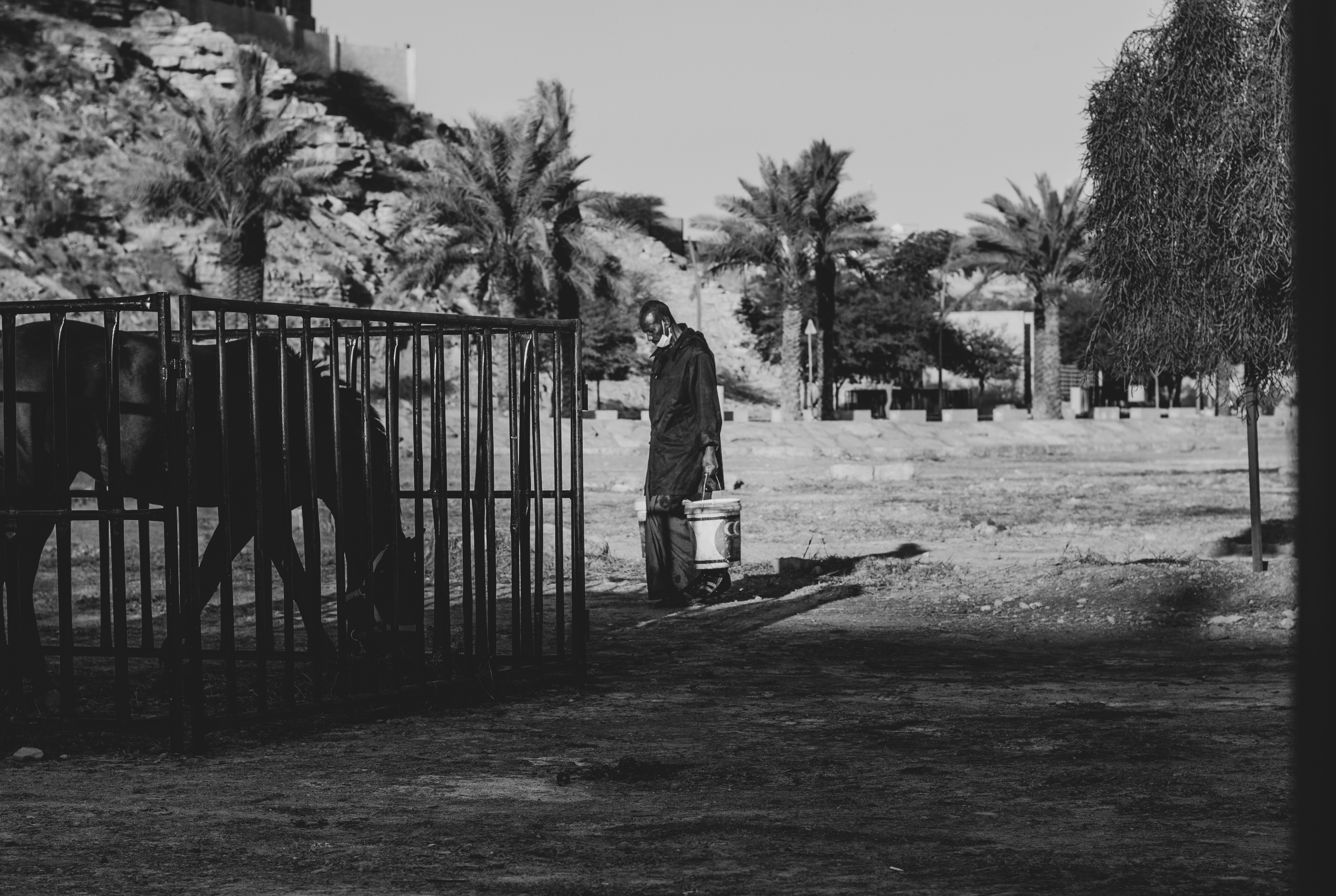 pojenie koni na pustyni