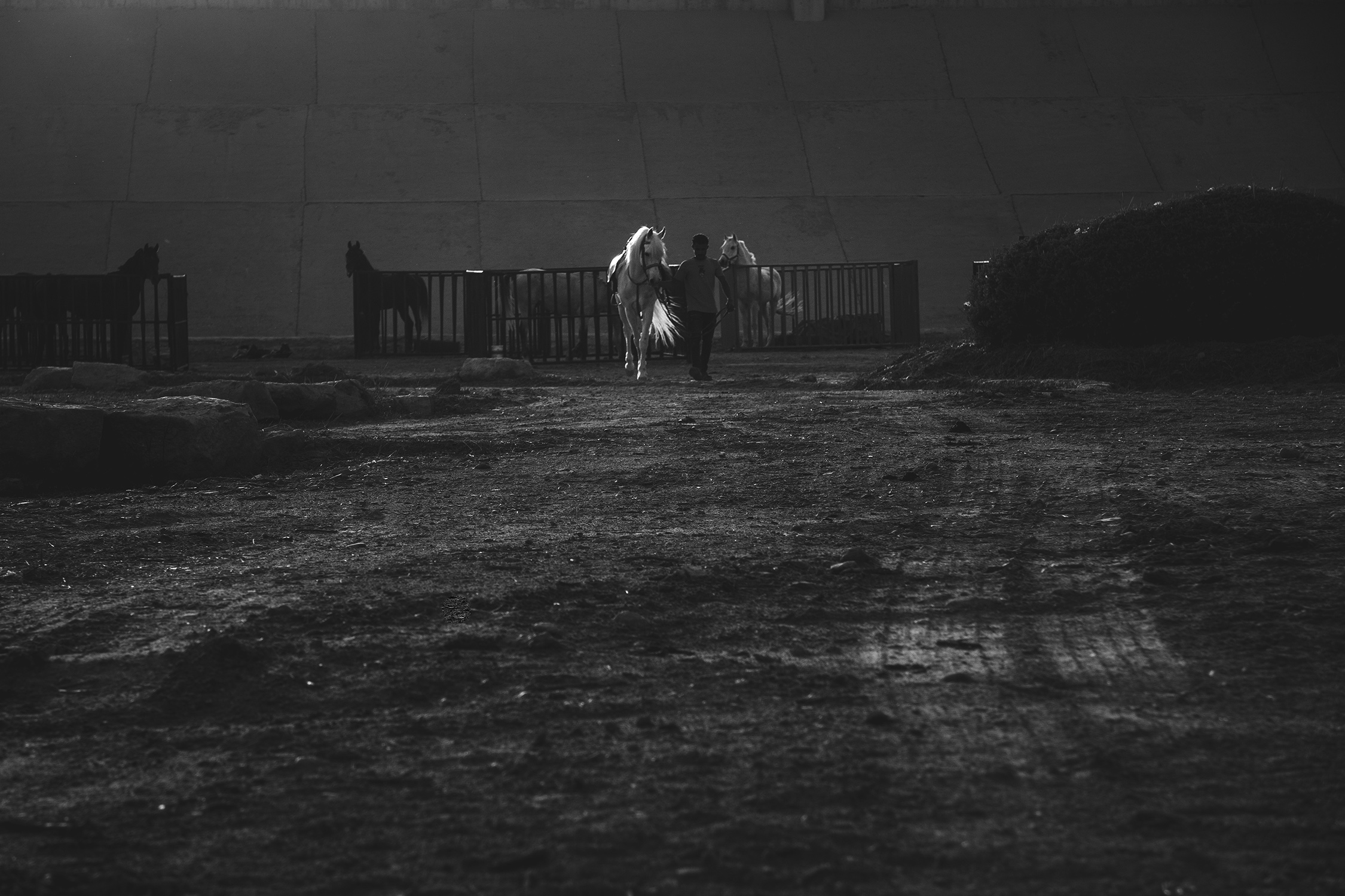 prygotowanie konia do jazdy arabia saudyjska